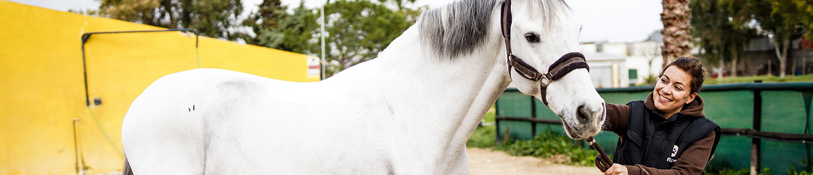 Cursos de Caballos